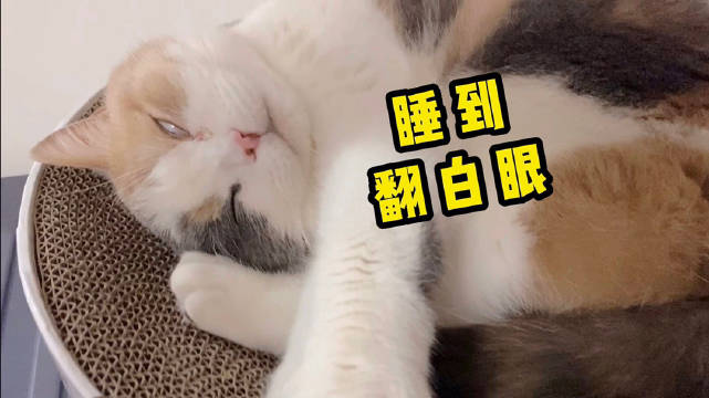啵哩 啵哩睡觉小集锦